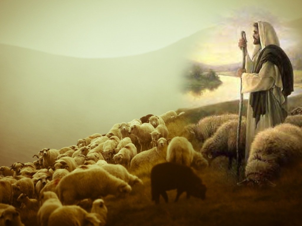 Meet The Shepherds 